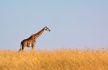 Award-winning filmmaker dies after being attacked by giraffe on set