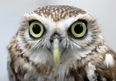 This is what an owl looks like without feathers and it is horrifying