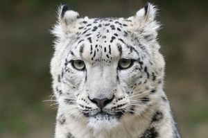 Snow leopard