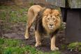 Lions, tigers, a jaguar and a bear escape German zoo