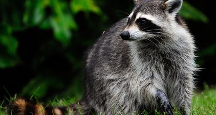 Daredevil racoon scales 23 storey building, becomes internet superstar