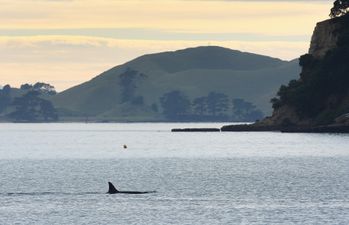 Killer whale and large shark both sighted off Devon coast