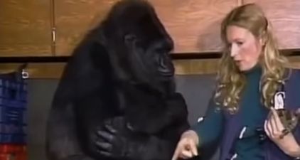 Koko the gorilla has died, aged 46