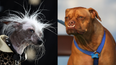 QUIZ: Can you guess which of these dogs won the World’s Ugliest Dog Contest?