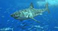 Giant Great White Shark spot in waters near Majorca