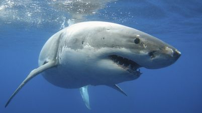 WATCH: Woman tries to hand-feed a shark, obviously gets bitten