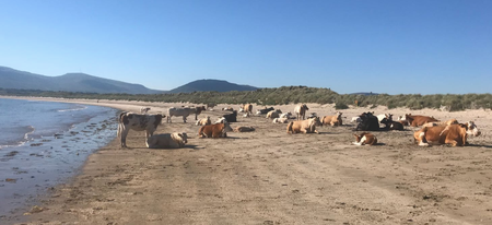 The weather is so warm that there are even cows sunbathing on a beach in Ireland