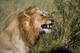 Rhino poachers savaged and eaten by lions in South Africa