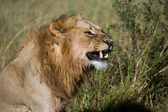 Rhino poachers savaged and eaten by lions in South Africa