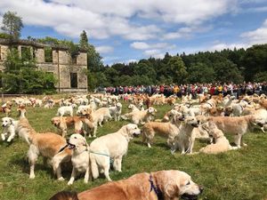 361 Golden Retrievers had a meet up in Scotland and the pictures will brighten your Friday