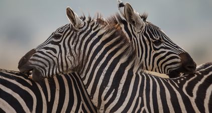 Zoo denies painting donkey black and white to pass it off as a zebra