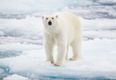 Polar bear shot dead after attacking cruise ship guard in the North Pole