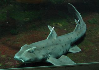 Shark stolen from aquarium after being disguised as a baby in a pram