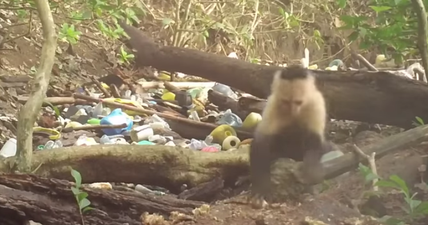 A group of monkeys just entered the stone age in Panama