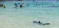 Beach in Mallorca evacuated after a 10-foot-shark is found  swimming in the shallows