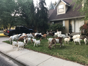 100 goats have taken over a neighbourhood in America and nobody knows what is going on