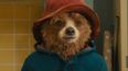 Pomeranian dog looks exactly like Paddington Bear and it’s blowing everybody’s mind