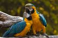 Parrot gets stuck on roof, tells firefighter making rescue attempt to “f**k off”