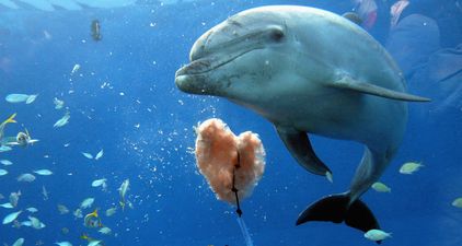 French beach bans swimming after being terrorised by sexually aroused dolphin