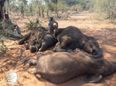 Bodies of 87 elephants found in Botswana after being poached for tusks