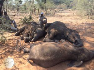 Bodies of 87 elephants found in Botswana after being poached for tusks