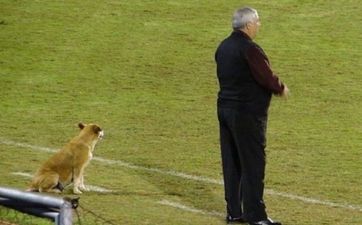 Meet the football manager whose assistant coach is a dog