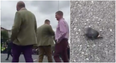 Man throws disembodied head of dead pigeon at protesters in Dublin