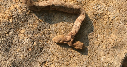 Woman finds rare two-headed snake in her neighbour’s flowerbed