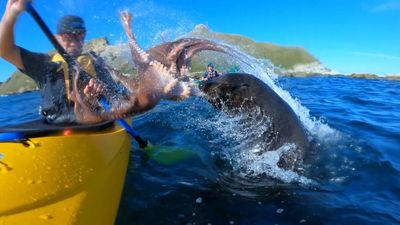 WATCH: Seal slaps man in face with octopus