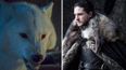 The beloved direwolf Ghost will appear in Game of Thrones Season 8