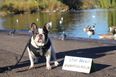 Thousands of dogs marching on Westminster this weekend to protest Brexit