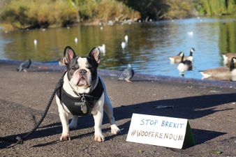 Thousands of dogs marching on Westminster this weekend to protest Brexit