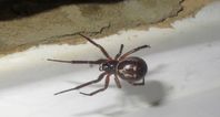 Four London schools shut down due to infestation of venomous false widow spiders