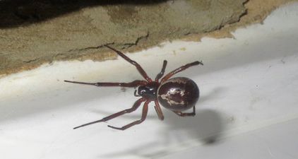 Four London schools shut down due to infestation of venomous false widow spiders