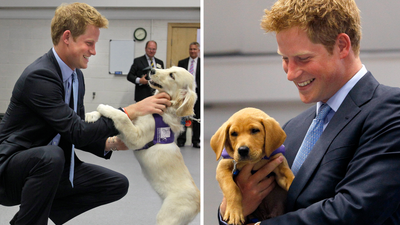 Definitive proof that Prince Harry can communicate with dogs