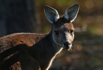 Vicious kangaroo attack in Australia leaves family in hospital