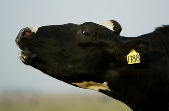 Farm on lockdown after mad cow disease discovered