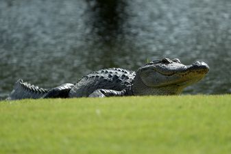 15 foot alligator wanders across golf course in Florida