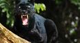 There is apparently a black panther on the loose in Scotland, police warn