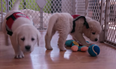 Netflix have made a documentary series that’s all about dogs and our deep friendship with them