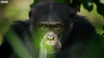 David the chimp from Attenborough’s Dynasties documentary was found beaten to death