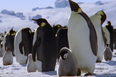 David Attenborough’s next Dynasties documentary on emperor penguins looks spectacular