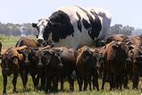 This cow is so big it looks photoshopped