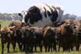 This cow is so big it looks photoshopped