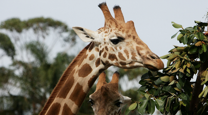 Giraffes have now been added to the list of animals in ‘critical’ danger of extinction