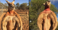 Roger the ripped kangaroo passes away aged 12