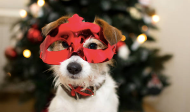 Animal charity issues warning about putting pets in costumes over the festive period