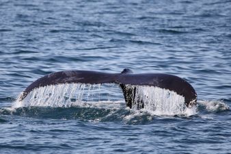 Japan confirm that they will resume commercial whaling