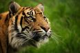 New tiger introduced to London Zoo immediately kills its mate