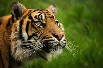 New tiger introduced to London Zoo immediately kills its mate